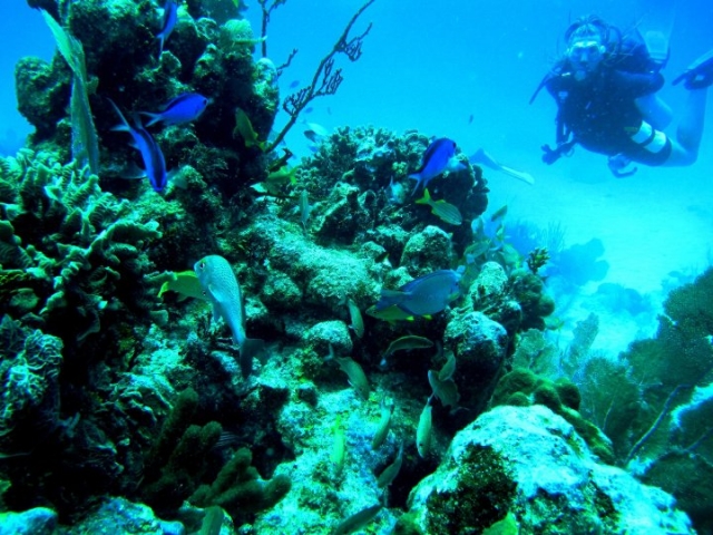 Peces de coloternera
